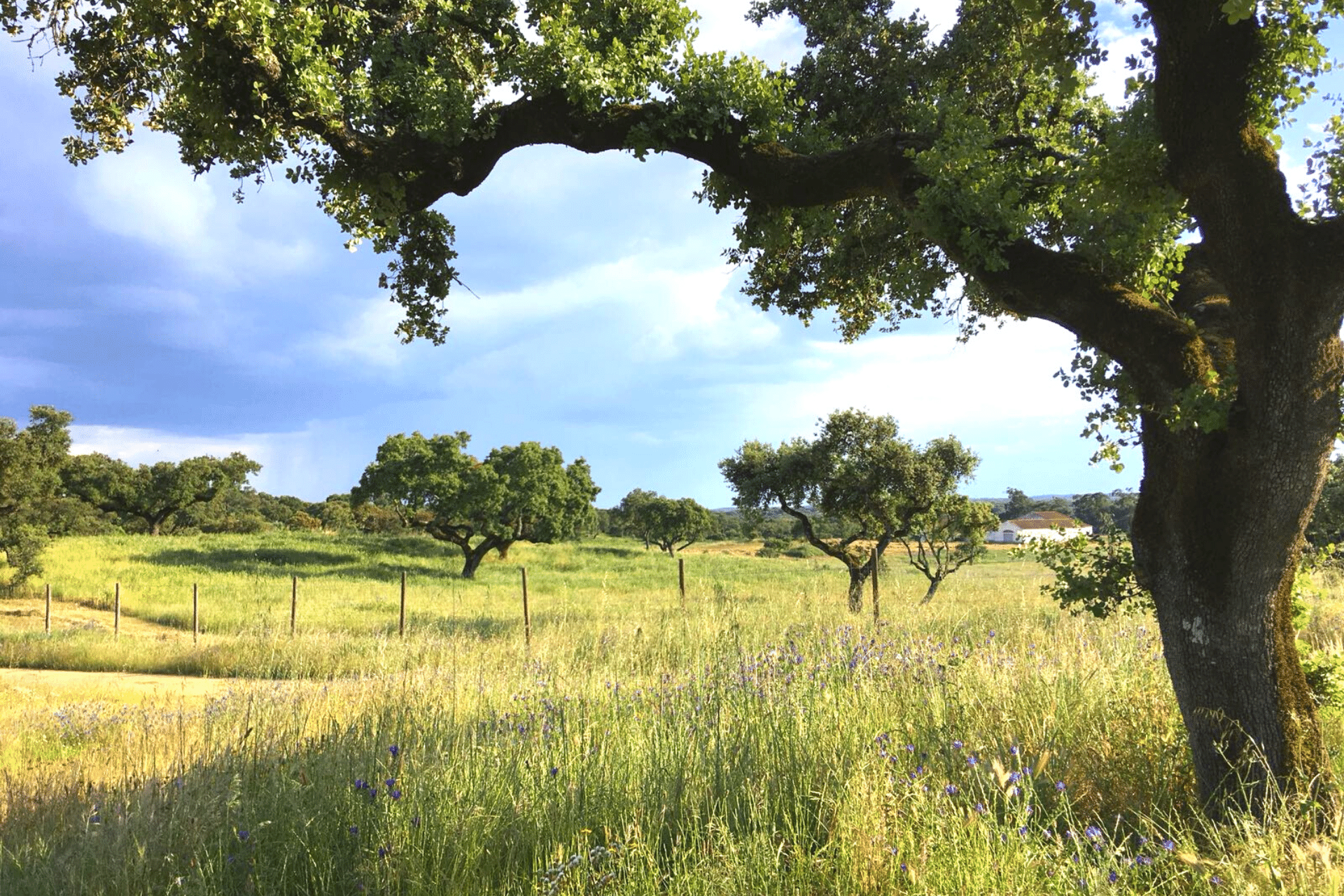 Experience Alentejo
