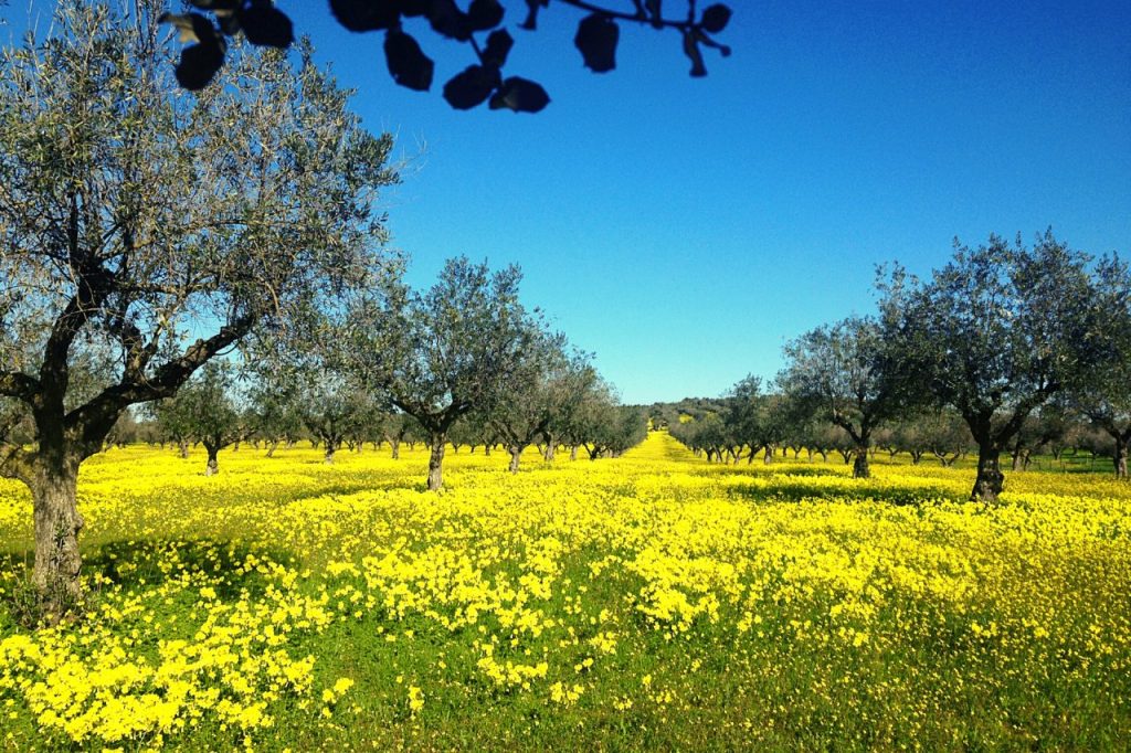 Olival Alentejo – Experience Alentejo