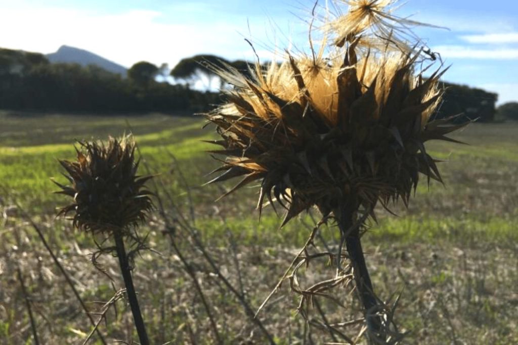 Serra do Risco Setubal – The Arrábida