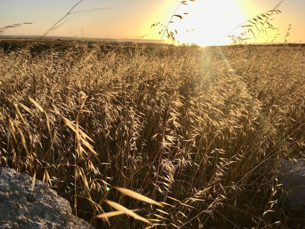 Wheat fields in the Alentejo at sunset